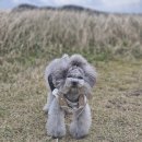 인천강아지분양 판도라독 가정분양 이미지