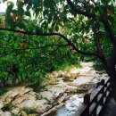 한방곱창 이미지