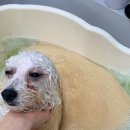 위드퍼피숑 이미지