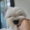 까까멍냐옹 수제간식 | 까까멍냐옹, 강아지 생일 케이크 추천 !! (+ 생일파티 후기)