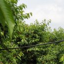 손별농장 이미지