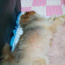 잠솔 이미지