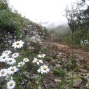 산에는꽃이피네 이미지