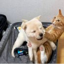 댕댕이와냥이 이미지