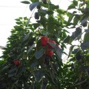 옥심농장 이미지