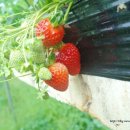 상명농장 이미지