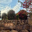 꽃자락 | 제주여행 제주 남원 펜션 이음채 겨울 동백꽃 숙소 후기