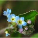 작은꽃지천 이미지