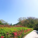화산-04 | 완주 철쭉명소 화산꽃동산 개화상태 풍경 봄꽃여행