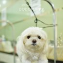 꼬야애견 이미지