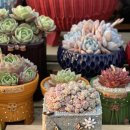 로맨스 다육 이미지