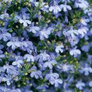 로벨리아(lobelia) 이미지