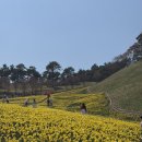 구례 여행 :-) 4월 둘째주 지리산 치즈랜드 수선화 피크닉 및 쌍산재/수풀림 펜션 추천후기
