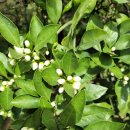 야베스농장 이미지