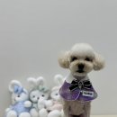 아모르 펫 살롱 이미지