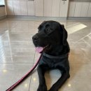 올리스 펫 호텔 이미지