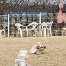 제이독애견카페