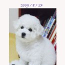 해피 Daum카페