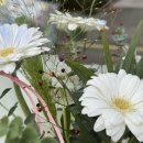 세븐일레븐인천석남서달로점 | 또이의 하루 : 세번째 페이지