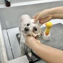 진이네 강아지풀 이미지