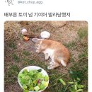 발라당 이미지