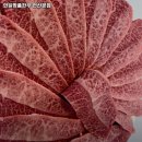 배산한우 네이버블로그