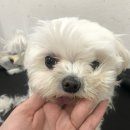 초원애견샵 이미지