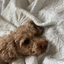 멍브라더 애견카페 이미지