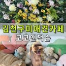 코코앤잭슨 이미지