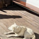 화이트빌리지 | 전남 곡성 섬진강기차마을 펜션 숙소 화이트빌리지 여행지 추천