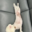 우리집 댕댕이 이미지