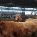 야곱한우농장 이미지