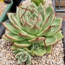 라노비아 이미지