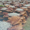 이현숙농장 이미지