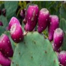 농업회사법인 제주바이오팜 주식회사 | 선인장 열매 효능, 혈관·당·장까지 잡는 자연 건강식 (백년초 제대로 먹는법)