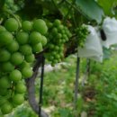 도토리펜션 이미지