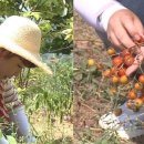 이목농장 2 이미지