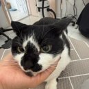 애견사랑 | 인천애견미용 겨울이 미용하고 더 사랑스러워진 후기 🐱✨