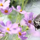 호랑나비 연합뉴스