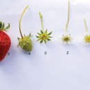 무른 딸기 활용법 이미지