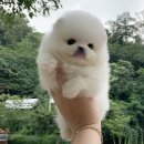 구산동 강아지 이미지