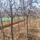 이화봉농장 이미지