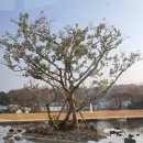 더블루체어치과