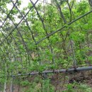 다래정식 이미지