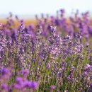 별빛여행 이미지