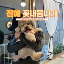 꽃내음나개 | 진해애견미용 새로 생긴 꽃내음나개 리뷰 | 창원 강아지 미용실 찾는 분도 추천