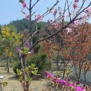 말라이카 이미지