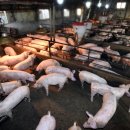 돼지농장 이미지