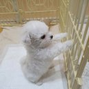 털뭉치 이미지
