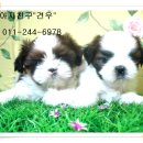 강아지 친구 이미지